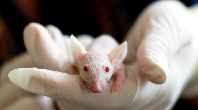 Suecia: el monstruoso laboratorio de experimentos sociales