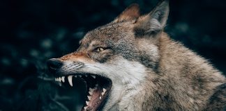Los dogmas y la jauría